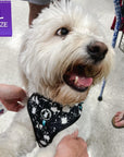 No Pull Dog Harness - West Highland Terrier wearing black no pull dog harness with white paint splatter and teal accents - front clip for no pull training - standing indoors - Wag Trendz