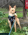 No Pull Dog Harness - Chihuahua wearing black no pull dog harness with white paint splatter and teal accents - front clip for no pull training with matching dog collar and dog leash attached - standing outdoors in the grass - Wag Trendz