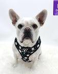 No Pull Dog Harness - Frenchie Bulldog wearing black no pull dog harness with white paint splatter and teal accents - front clip for no pull training - against a solid white background - Wag Trendz