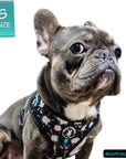 No Pull Dog Harness - Frenchie Bulldog wearing black no pull dog harness with white paint splatter and teal accents - front clip for no pull training - against a solid white background - Wag Trendz