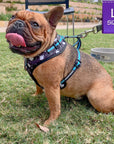 No Pull Dog Harness - Frenchie wearing black no pull dog harness with white paint splatter and teal accents - front clip for no pull training - sitting outdoors in the grass - Wag Trendz