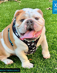 No Pull Dog Harness - English Bulldog wearing black no pull dog harness with white paint splatter and teal accents - front clip for no pull training - sitting outdoors in the grass posing - Wag Trendz