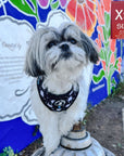 No Pull Dog Harness - Shih Tzu mix wearing black no pull dog harness with white paint splatter and teal accents - front clip for no pull training - standing outdoors with graffiti wall in background - Wag Trendz