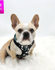 No Pull Dog Harness - French Bulldog wearing black no pull dog harness with white paint splatter and teal accents - front clip for no pull training - against a solid white background - Wag Trendz
