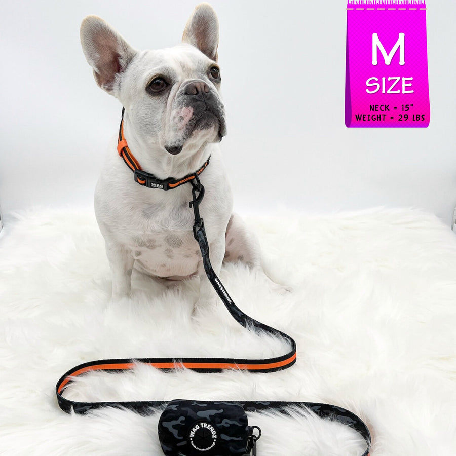 Nylon Dog Collar - French Bulldog wearing black nylon dog collar with bold orange stripe with matching leash and poo bag holder attached - against solid white background - Wag Trendz