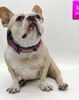 Reflective Dog Collar - French Bulldog wearing Bandana Boujee Reflective Dog Collar with Denim padded interior - against solid white background - Wag Trendz