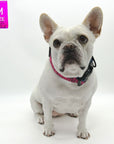 Reflective Dog Collar - French Bulldog wearing Bandana Boujee Reflective Dog Collar with Denim padded interior - against solid white background - Wag Trendz
