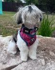 Reflective Dog Collar - Rescue Dog wearing Bandana Boujee Reflective Dog Collar with Denim padded interior with matching adjustable harness vest - sitting outdoors on a rock - Wag Trendz