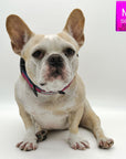 Reflective Dog Collar - French Bulldog wearing Bandana Boujee Reflective Dog Collar with Denim padded interior - against solid white background - Wag Trendz