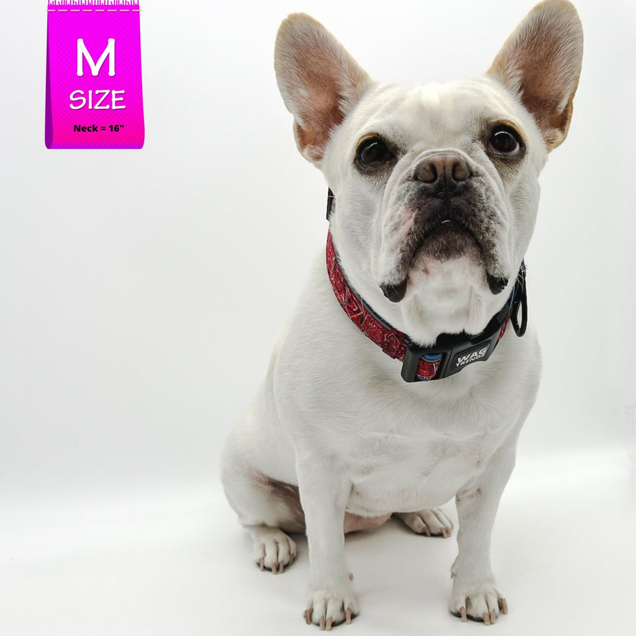 Reflective Dog Collar - French Bulldog wearing Bandana Boujee Reflective Dog Collar with Denim padded interior - against solid white background - Wag Trendz