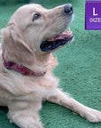 Reflective Dog Collar - Golden Retriever wearing Bandana Boujee Reflective Dog Collar with Denim padded interior - laying on green turf - Wag Trendz