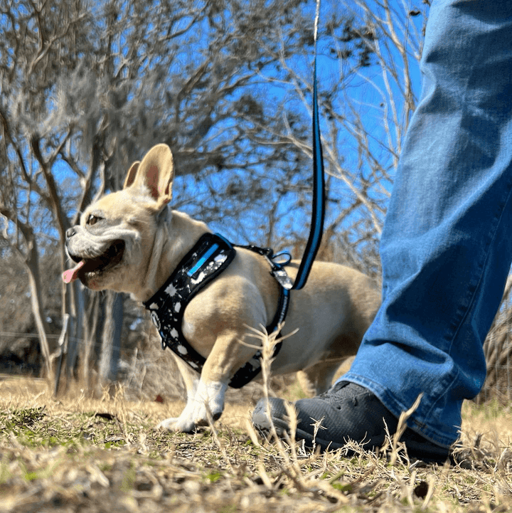 Types of Dog Leashes - Frenchie Bulldog walking beside a human in a field with black, white and teal harness and leash on - Wag Trendz