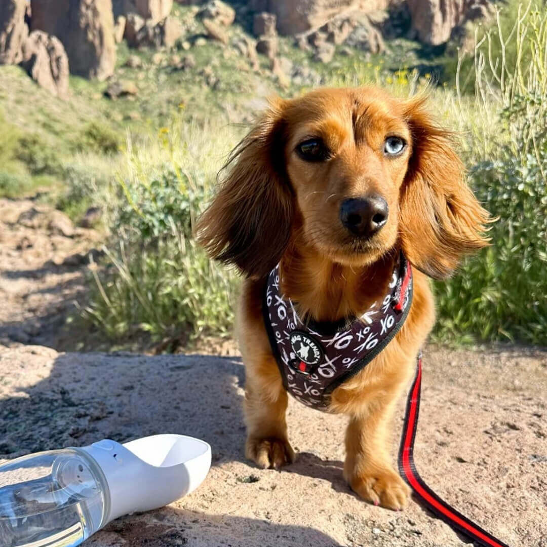 Long Haired Dachshund wearing dog harness