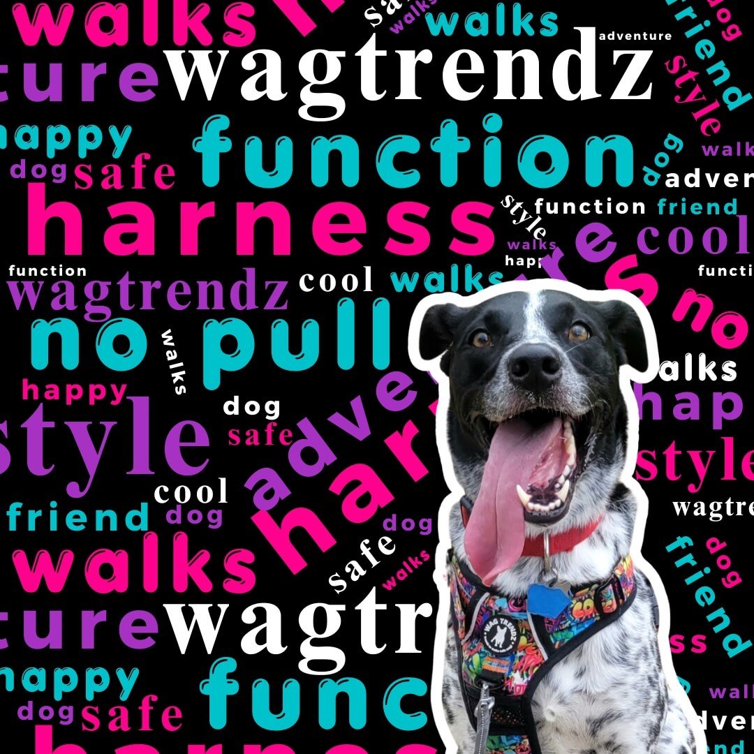 Best No Pull Dog Harness - medium size dog wearing the best no pull dog harness in multi-colored Street Graffiti - panting with multicolored background with dog sayings | Wag Trendz
