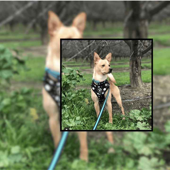 Collar VS Harness - Chihuahua wearing dog harness vest in Splatter Swagger - Wag Trendz®