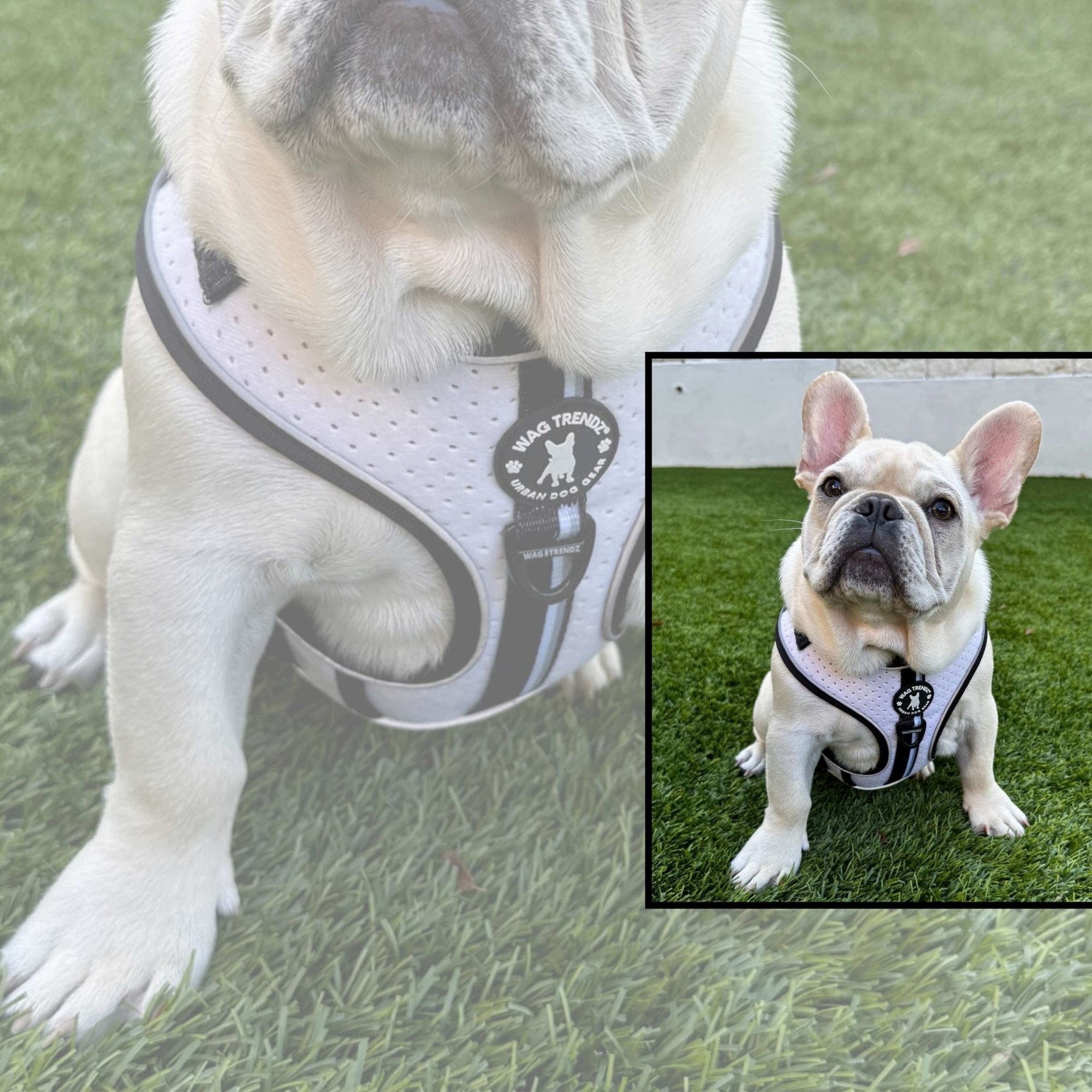 Cooling Vest For Dogs & How A Cooling Harness Is Better - French Bulldog puppy wearing the NeoCool cooling dog harness sitting outdoors in the grass