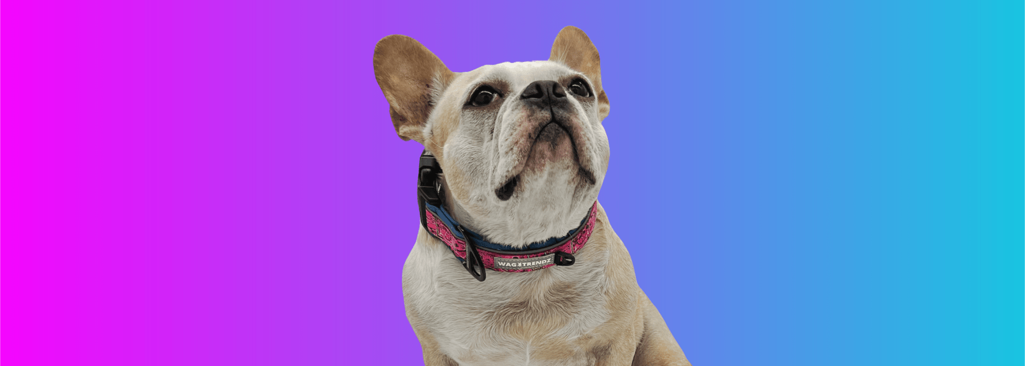 Dog Collars - French bulldog wearing Reflective Dog Collar against pink and blue ombre background - Wag Trendz