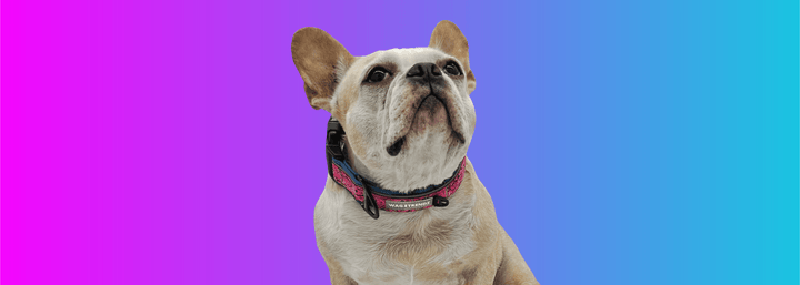 Dog Collars - French bulldog wearing Reflective Dog Collar against pink and blue ombre background - Wag Trendz