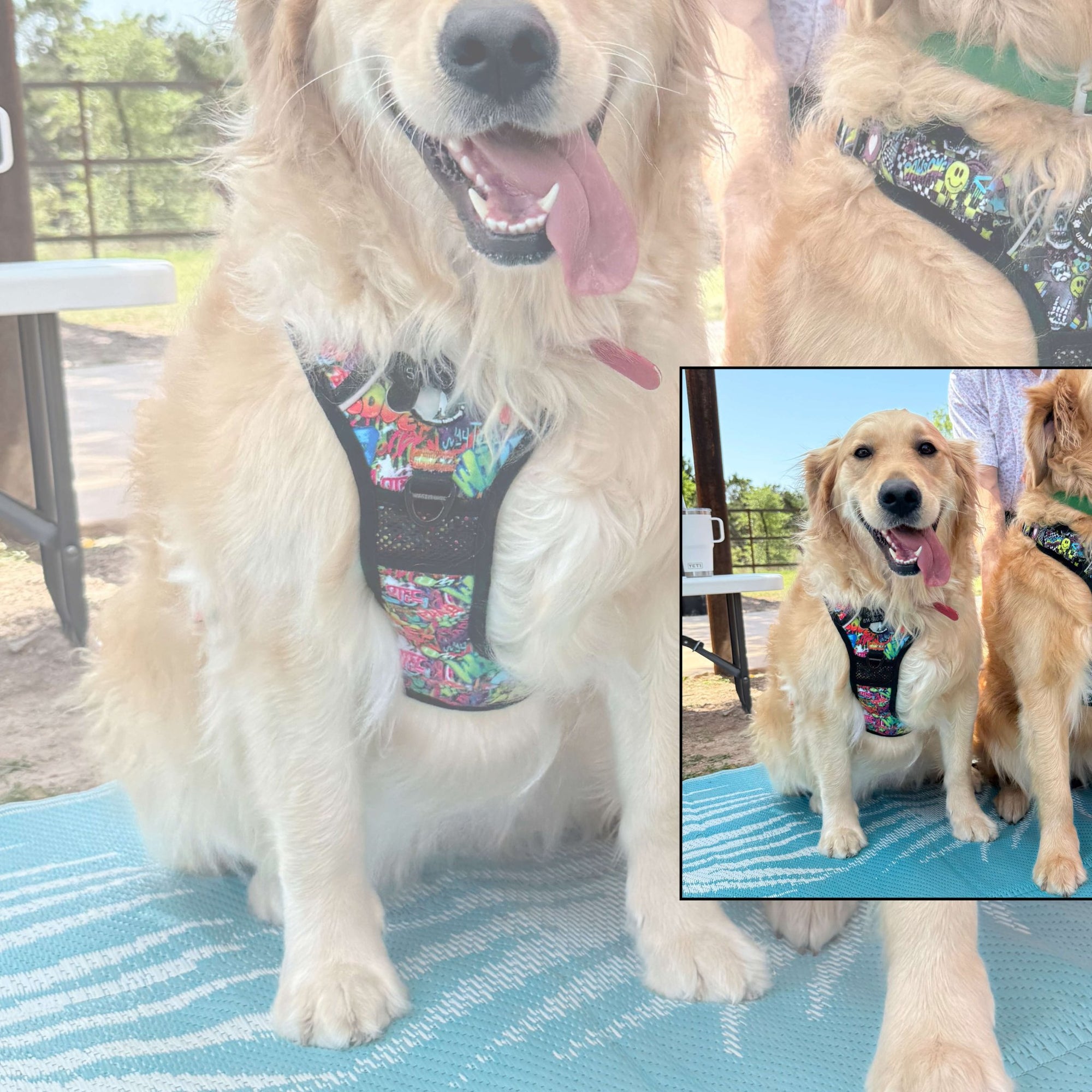 Dog Harness Recommendations - Golden Retriever wearing no pull dog harness sitting outdoors