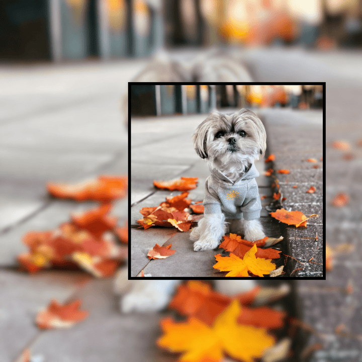 Dog Hoodies - Shih Tzu mix wearing gray dog hoodie with a yellow sunshine sitting in fall leaves - Wag Trendz