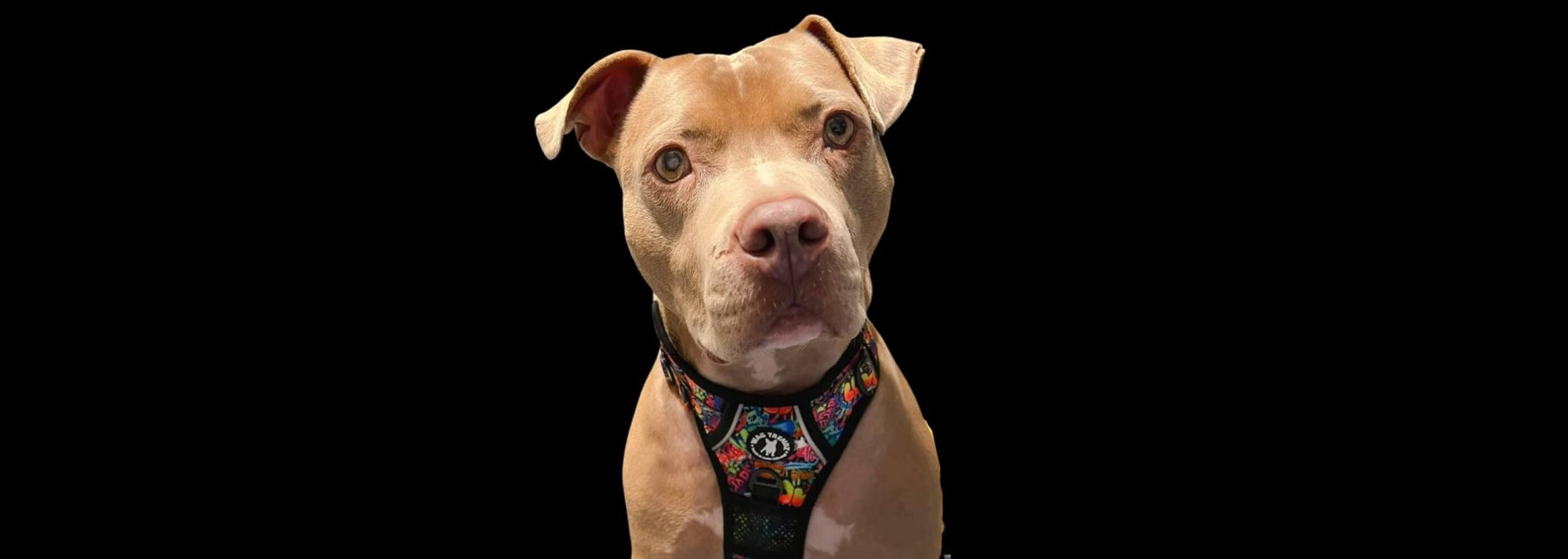 Harness For Large Dogs - Pit Bull Mix wearing colorful harness for large dogs against a black background