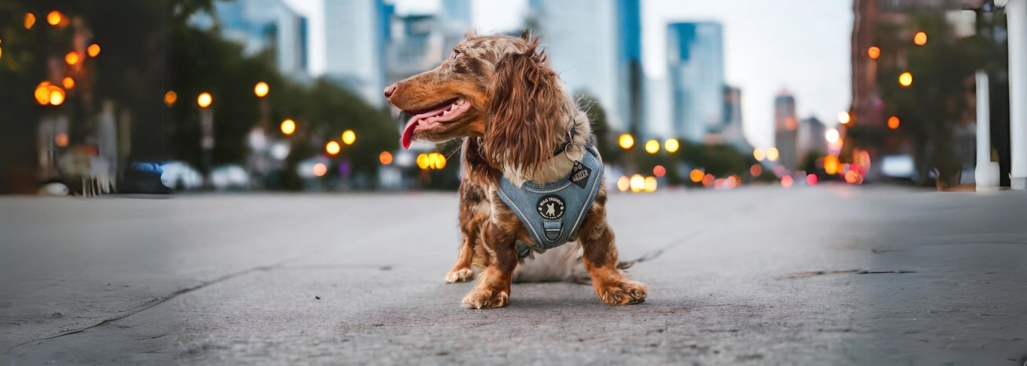 Harness For Dogs Small - Small dog wearing a no pull dog harness standing outdoors with city in the background