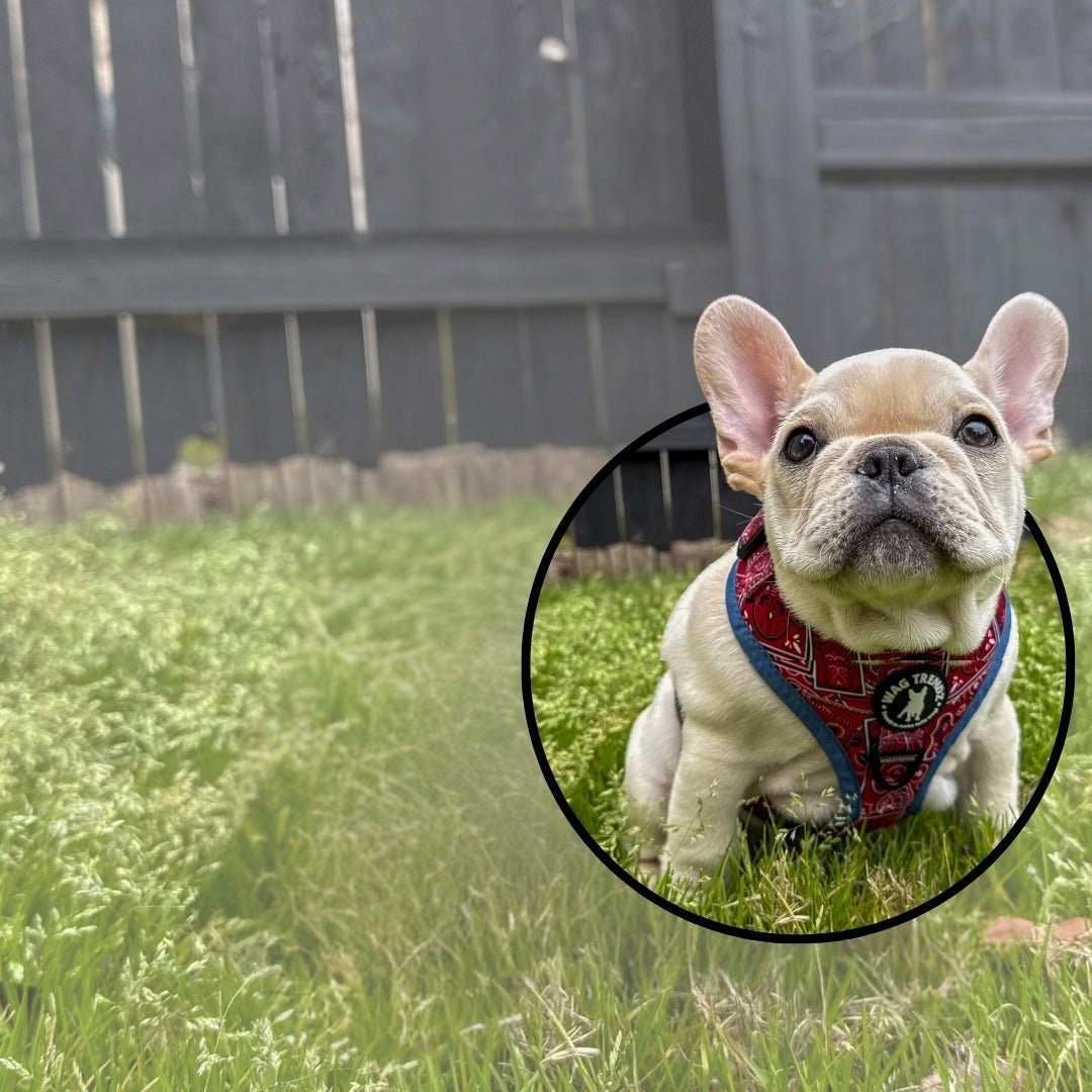 How To Crate Train A Puppy - French Bulldog puppy wearing a no pull harness in Bandana Boujee Red - Sitting outdoors in green grass | Wag Trendz
