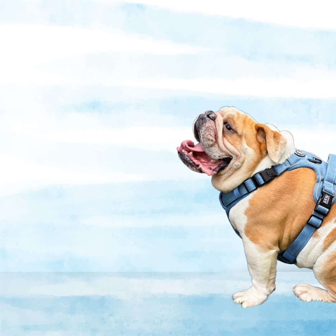 How To Tighten A Dog Harness - English Bulldog wearing a denim no pull dog harness with handle with a blue and white background