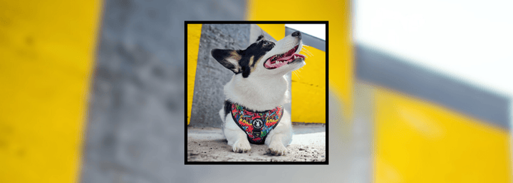 IVDD In Dogs - Dog Harness in Street Graffiti worn by Corgi - against yellow and gray background