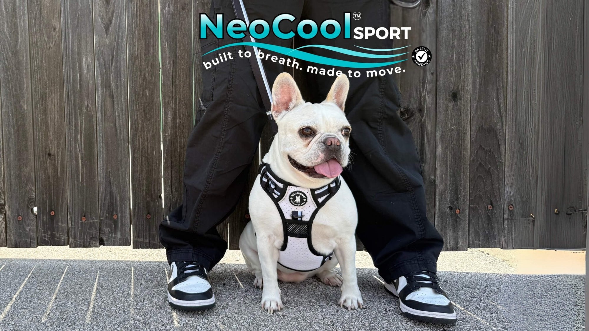 Best Cooling Dog Harness For French Bulldog - Frenchie wearing the NeoCool white and black dog harness with human legs and shoes against wood fence background