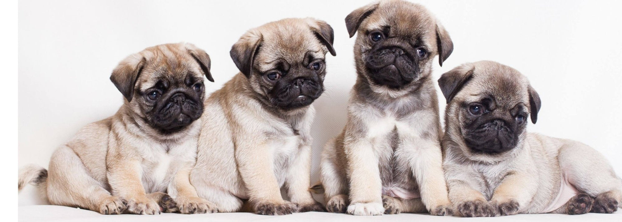 Best Cooling Harness For Pugs - 4 Pug Puppies sitting together against white background