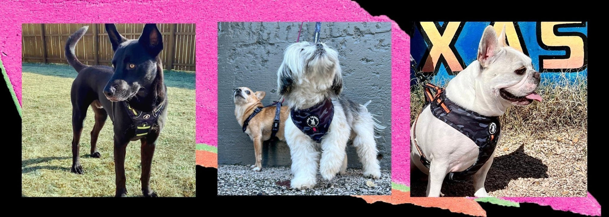 Best Harnesses For Dogs That Pull - German Shepherd Mix, Chihuahua and Shih Tzu mix and French Bulldog wearing no pull dog harnesses standing outdoors