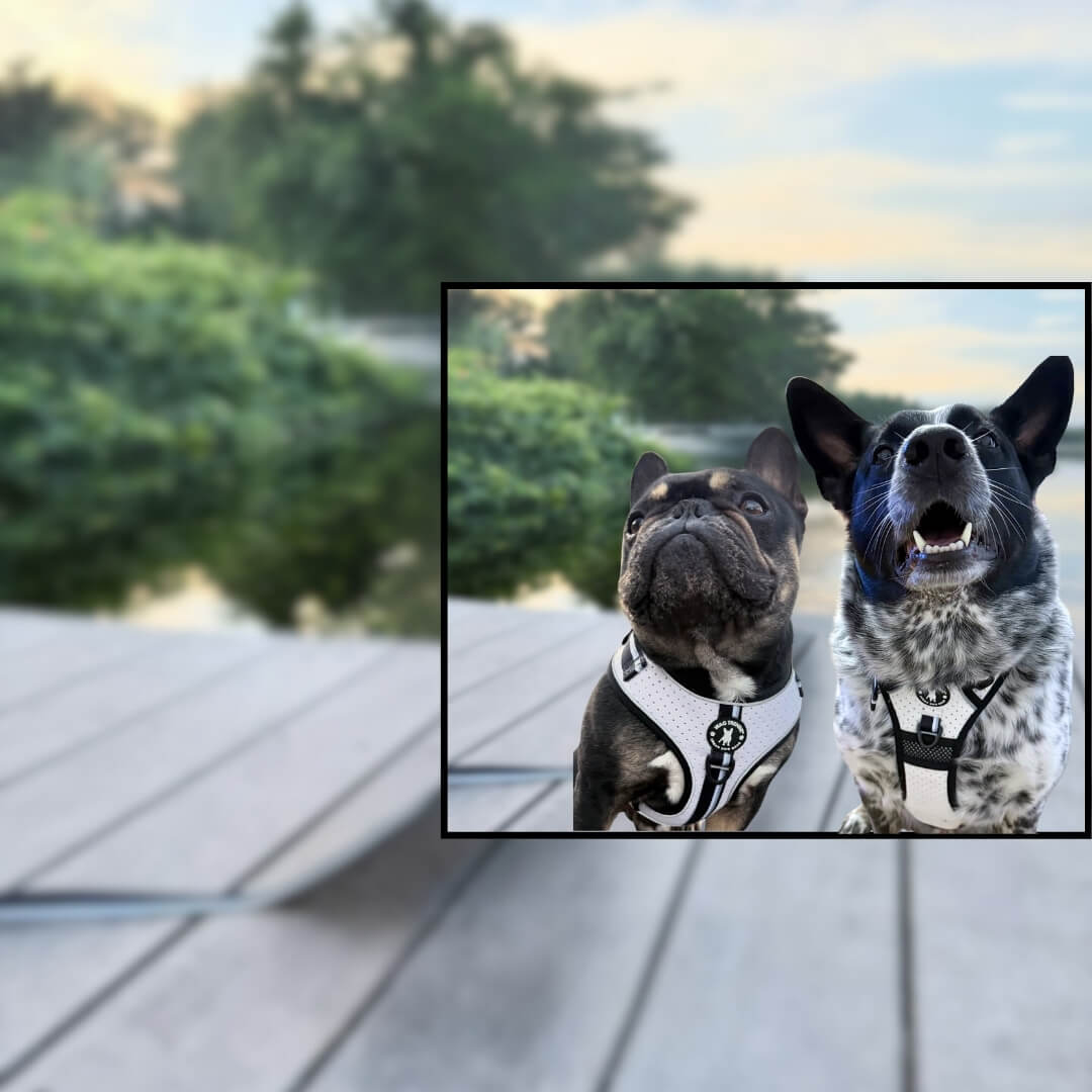 Cooling Dog Harness - French Bulldog and mix breed large dog wearing a White and Black NeoCool Sport No Pull Dog Harness sitting outdoors.