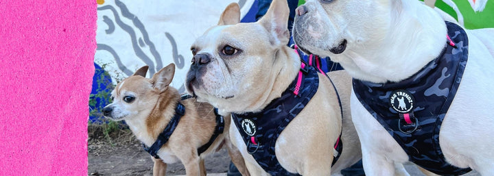 Adjustable Dog Harness - Two French Bulldogs and one Chihuahua wearing different types of adjustable dog harnesses - standing outdoors in front of a graffiti background - Wag Trendz