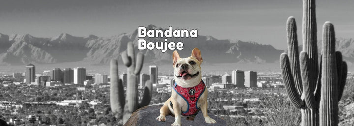 Bandana Boujee Dog Harness - Adjustable - French Bulldog wearing Red Bandana Boujee Dog Harness - sitting on a rock with black & white view of Arizona skyline in the background - Wag Trendz®