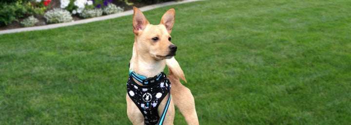 Dog Collars Harnesses and Leashes - Chihuahua wearing a black and white splatter dog harness vest with teal accents with a matching nylon dog collar and leash attached - standing in a green grass yard - Wag Trendz