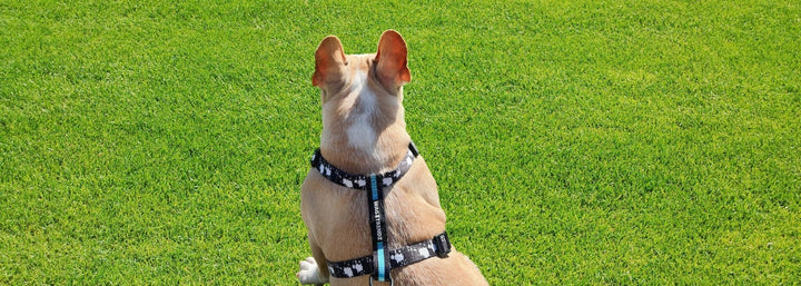 Dog H Harness - French Bulldog wearing H Harness in black and white splatter with teal accents - sitting outdoors in the sun looking at the grassy field - Wag Trendz