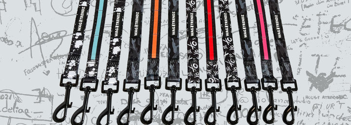 Nylon Dog Leashes - multiple nylon dog leashes hanging in various colors - against white and gray graffiti wall background - Wag Trendz®
