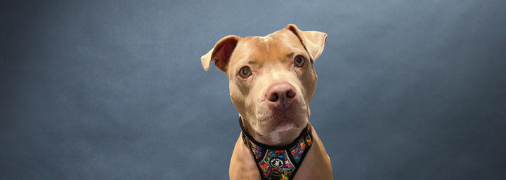 Dog No Pull Harnesses - Handle - Pit Bull mix wearing multi-colored Street Graffiti dog no pull harness - against a blue/gray background - Wag Trendz