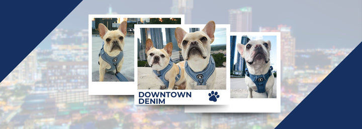 Denim Dog Harnesses - French Bulldogs wearing denim dog harnesses against a blurred downtown background and blue accents - Wag Trendz®