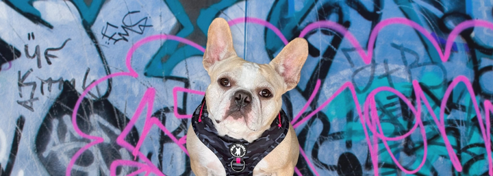 French Bulldog Harnesses Made For Frenchie s Wag Trendz