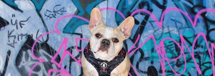 French Bulldog Harnesses - French Bulldog wearing camo dog harness vests with hot pink accents sitting in front of a blue & pink graffiti wall - Wag Trendz®