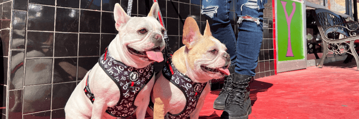 Hugs and Kisses XO - Two cute French Bulldogs wearing black and white XO adjustable dog harness with red accents sitting on red concrete with a black tile wall behind and legs and boots of a human behind them - Wag Trendz