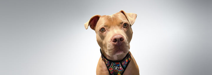 Large Dog Harnesses - No Pull With Handle - Pit Bull Mix wearing multi colored Graffiti dog harness - against light gray background - Wag Trendz