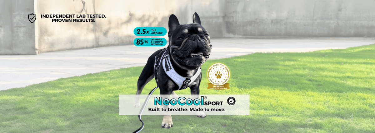 French Bulldog wearing a NeoCool™ Sport No Pull Harness outdoors with patent-pending airflow technology