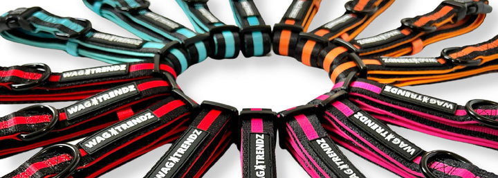 Nylon Dog Collars - 4 each of teal, orange, hot pink and red bold stripe dog collars laying in a wheel shape - against a solid white background - Wag Trendz