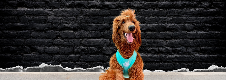 Dog T-Shirts - Standard Poodle wearing a Good Life Dog T-Shirt - against a black brick wall background - Wag Trendz