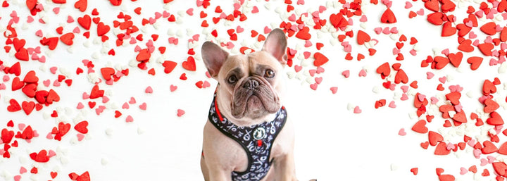 Valentine's Dog Gear - French Bulldog wearing XO Dog Harness Vest in Black and White XO's with Red accents - with white background and red and pink hearts everywhere in the background - Wag Trendz