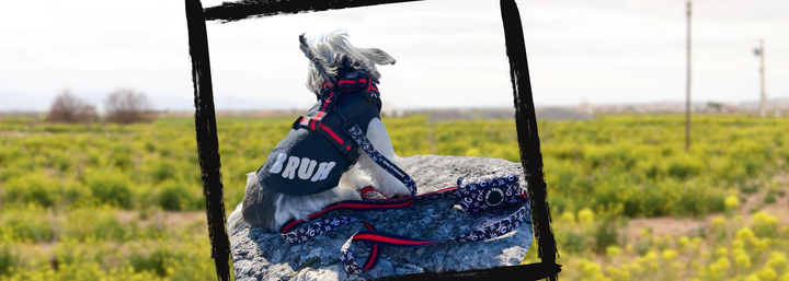 Products Feature Videos - Shih Tzu wearing a black dog t-shirt BRUH with black and white XO dog harness vest with red accents with matching leash attached - sitting outdoors on top of a rock looking out at the grassy field - Wag Trendz