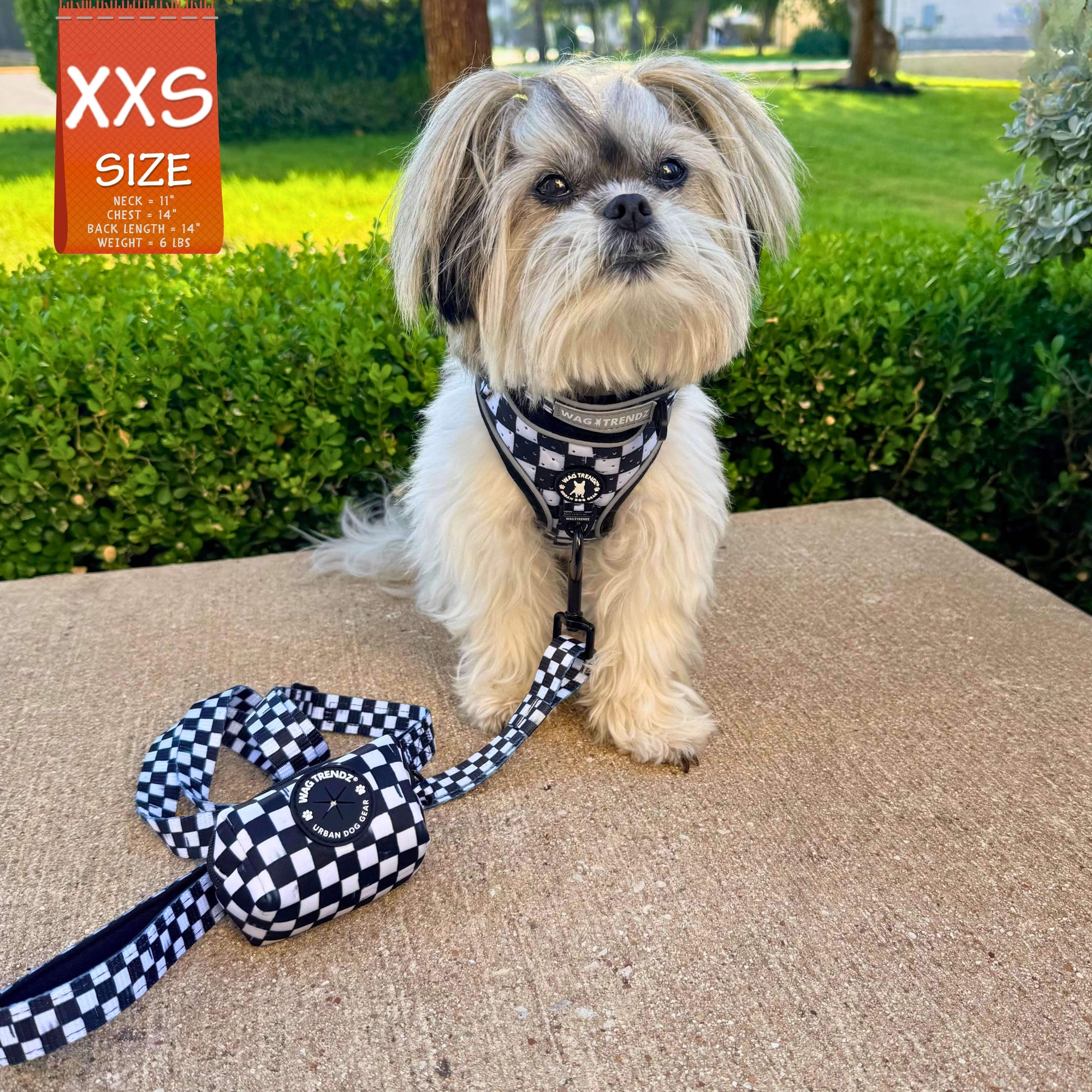 Adjustable dog leash with matching harness on a Shih Tzu mix and poop bag holder sitting outdoors